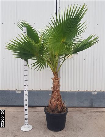 Washingtonia robusta 040-060 - 55L |  P.45cm -  H.60 cm