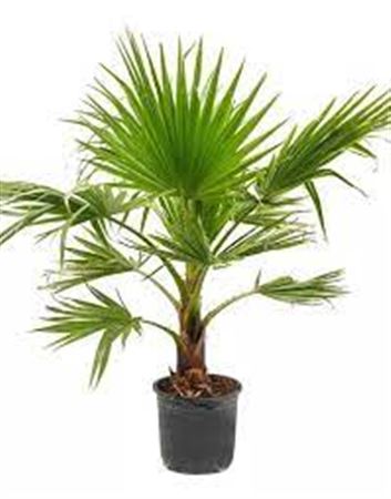 Washingtonia robusta 120-140 - 55L |  P.45cm -  H.140 cm