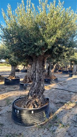 Olea Europea Portugues Malla GR |  P.NETcm H.200 cm