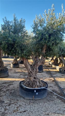 Olea Europea Portugues Malla PE |  P.NETcm H.200 cm