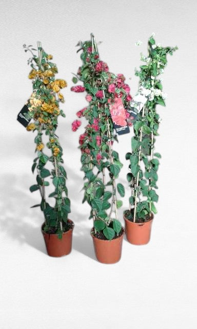 Bougainvillea Piramide |  P.20cm H.120 cm