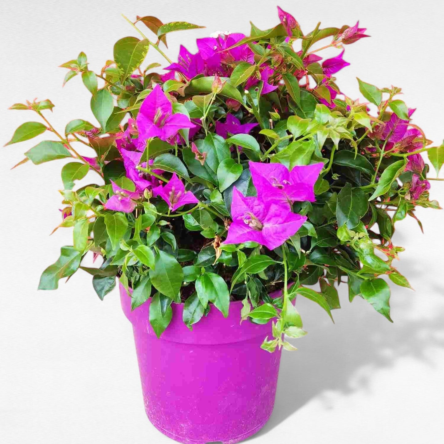 Bougainvillea Piramide |  P.23cm H.150 cm