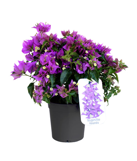 Bougainvillea Color Pyramide |  P.17cm H.70 cm