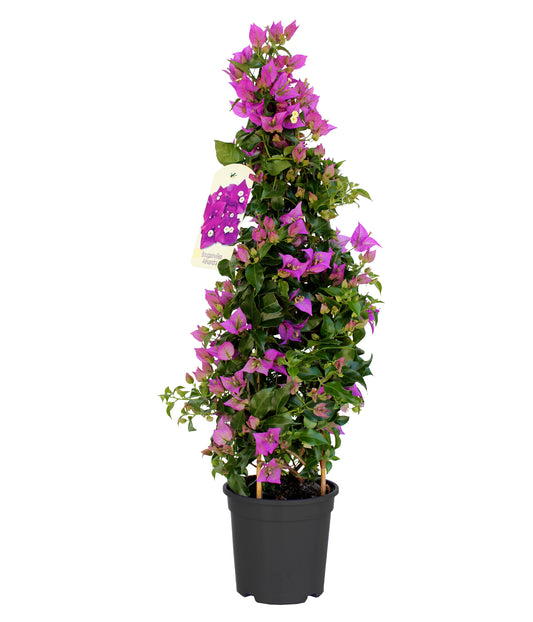 Bougainvillea Alexandra Pyramide |  P.17cm H.70 cm