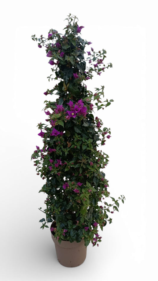 Bougainvillea Alexandra Pyramide |  P.23cm H.110 cm