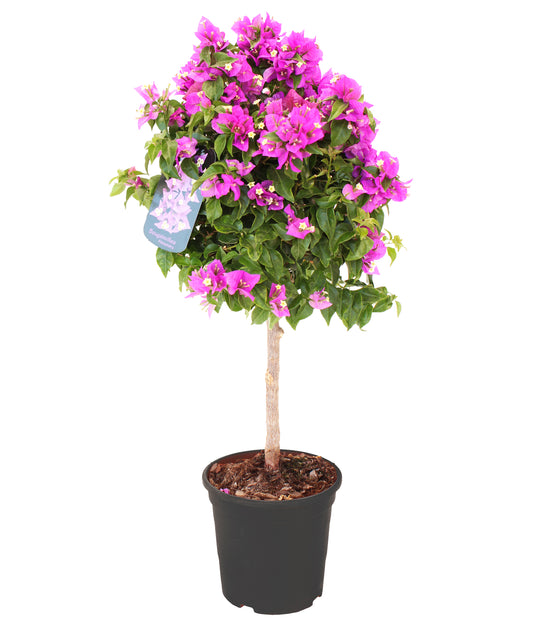 Bougainvillea Alexandra Stamm |  P.23cm H.90 cm