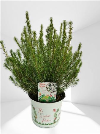 Diosma hirsuta pink fountain |  P.15cm -  H.40 cm