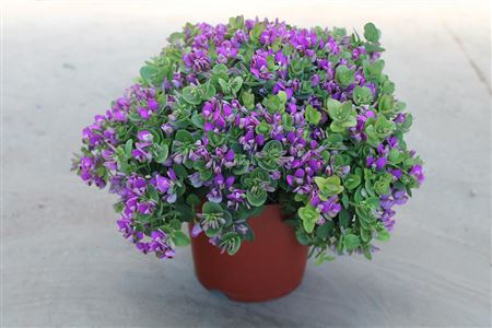 Polygala bibi pink |  P.20cm -  H.50 cm