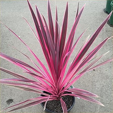 Cordyline Pink Passion |  P.17cm -  H.60 cm