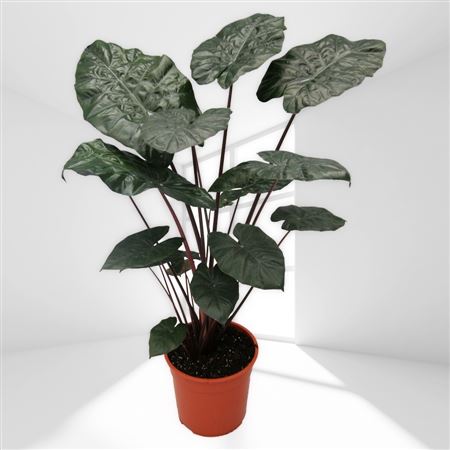 Alocasia Yucatan Princess |  P.17cm -  H.50 cm