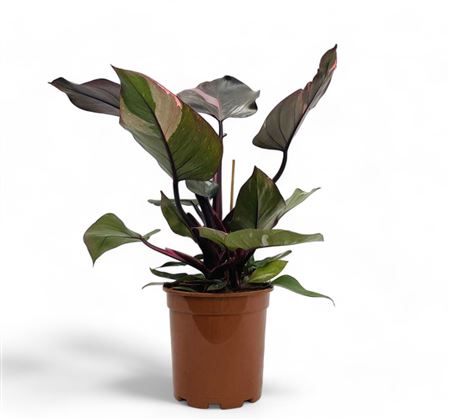 Philodendron Pink Princess |  P.17cm -  H.80 cm