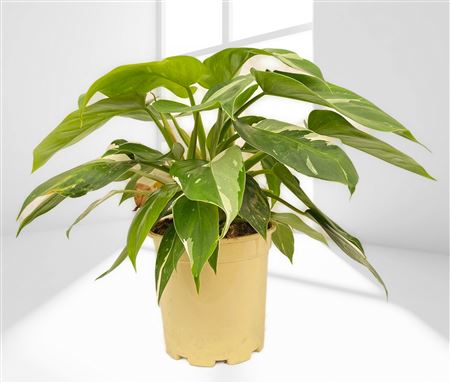 Philodendron White Princess |  P.17cm -  H.80 cm