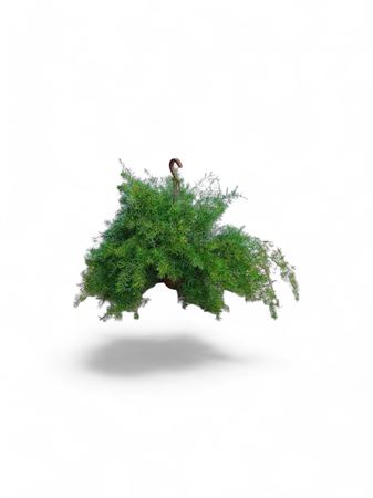 Asparagus Sprengeri |  P.20cm -  H.45 cm