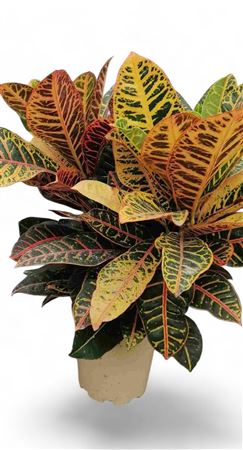 Codiaeum Petra Group | Grupo |  P.20cm -  H.70 cm