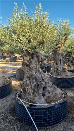 Olea Europea Pata Malla H180/200 |  P.NETcm H.200 cm