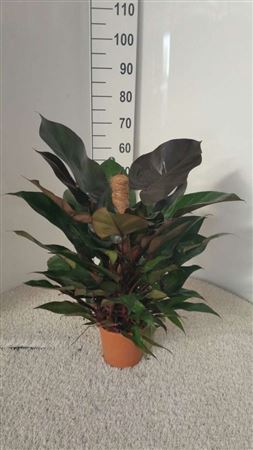 Philodendron Royal Queen |  P.17cm -  H.60 cm