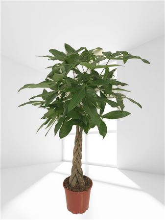 Pachira Aquatica Braided |  P.20cm -  H.110 cm