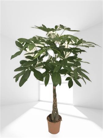 Pachira Aquatica Braided |  P.22cm -  H.120 cm