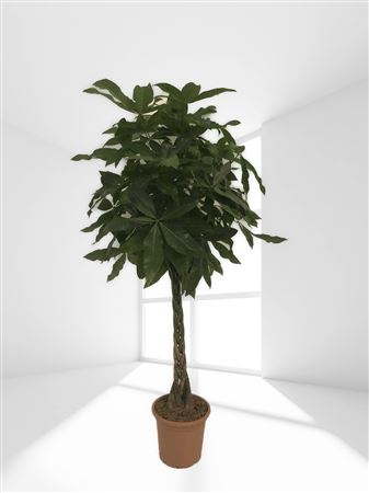 Pachira Aquatica Braided |  P.25cm -  H.160 cm