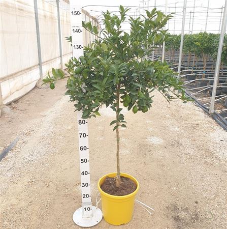 Citrus Citrofortunela Limequat |  P.30cm -  H.160 cm