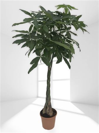 Pachira Aquatica Braided |  P.30cm -  H.170 cm