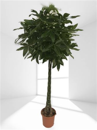 Pachira Aquatica Braided |  P.35cm -  H.210 cm
