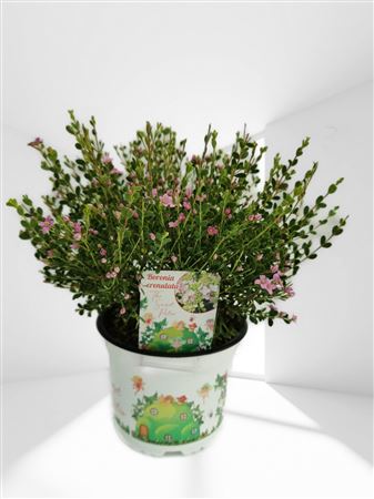 Boronia crenulata |  P.15cm -  H.40 cm