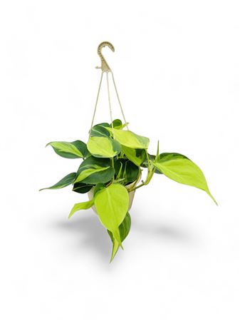 Philodendron Scandens Brasil Hang | Colgar |  P.15cm -  H.30 cm