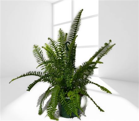 Nephrolepis Cordata Hang | Colgar |  P.15cm -  H.30 cm