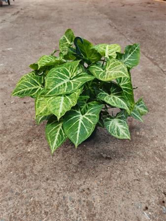 Syngonium Arrow |  P.15cm -  H.45 cm