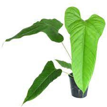 Anthurium Brownii |  P.17cm -  H.50 cm