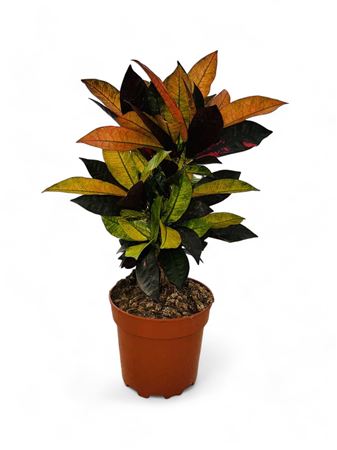 Codiaeum Iceton Branched |  P.17cm -  H.60 cm