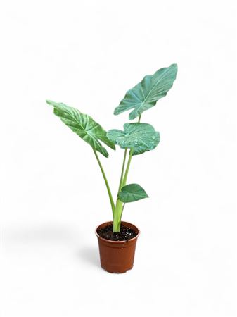 Alocasia Frydek |  P.17cm -  H.60 cm