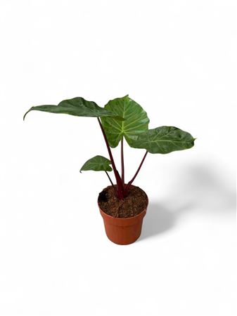 Alocasia Imperial Red |  P.17cm -  H.60 cm