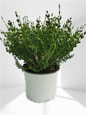 Boronia crenulata |  P.19cm -  H.50 cm