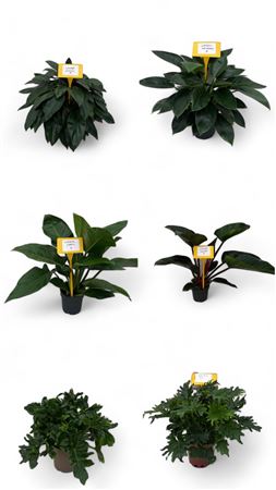 Philodendron MIX |  P.20cm -  H.80 cm