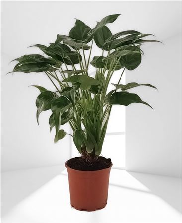 Alocasia Cucullata Branch | Ramificada |  P.20cm -  H.60 cm