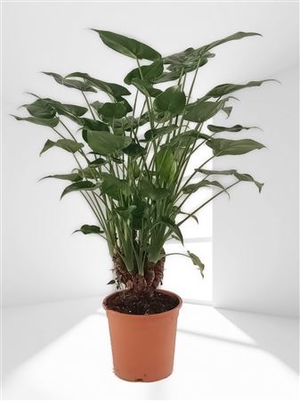 Alocasia Cucullata Branch | Ramificada |  P.22cm -  H.90 cm