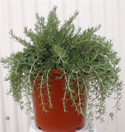 Rosmarinus Prostatus |  P.25cm -  H.50 cm