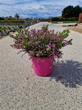 Boronia crenulata |  P.25cm -  H.60 cm