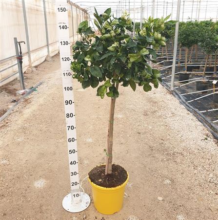 Citrus Grapefruit |  P.30cm -  H.160 cm