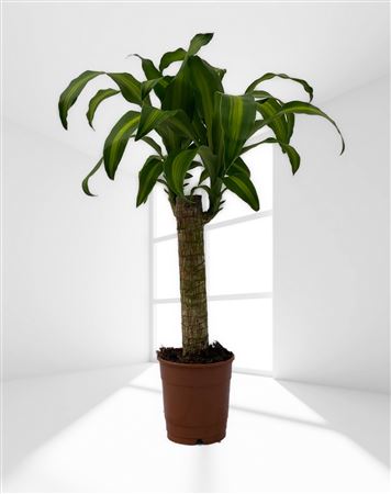 Dracaena Massangeana | 30 1 Brote |  P.12cm -  H.70 cm