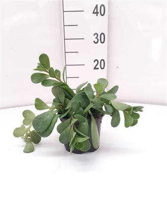 Senecio Jacov Sevilla Hang | Colgar |  P.15cm -  H.20 cm