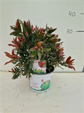 Calistemon citrinus Red Rocket |  P.15cm -  H.30 cm