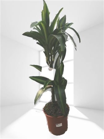 Dracaena Hawai Sunshine | 45.15 |  P.17cm -  H.80 cm