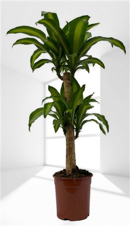 Dracaena Massangeana | 45.20 |  P.17cm -  H.90 cm