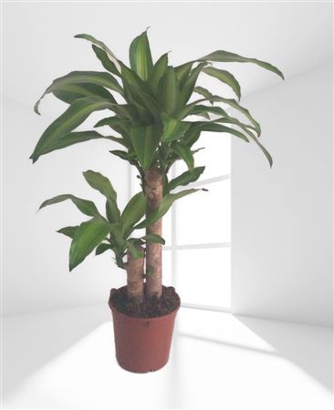 Dracaena Massangeana | 45.20 2 Brotes |  P.17cm -  H.90 cm
