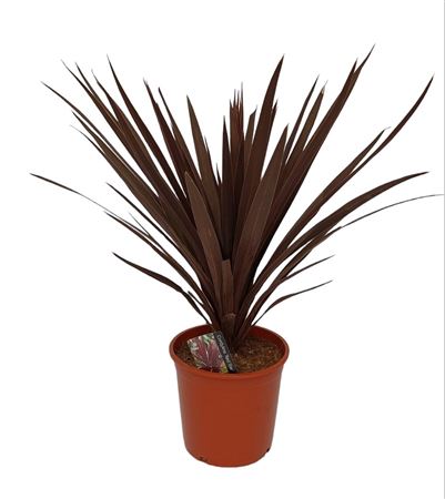 Cordyline Australis 'red Star' |  P.17cm -  H.60 cm