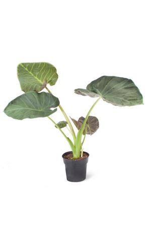 Alocasia regal shield |  P.17cm -  H.60 cm