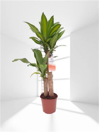 Dracaena Massangeana | 60.30 |  P.17cm -  H.100 cm